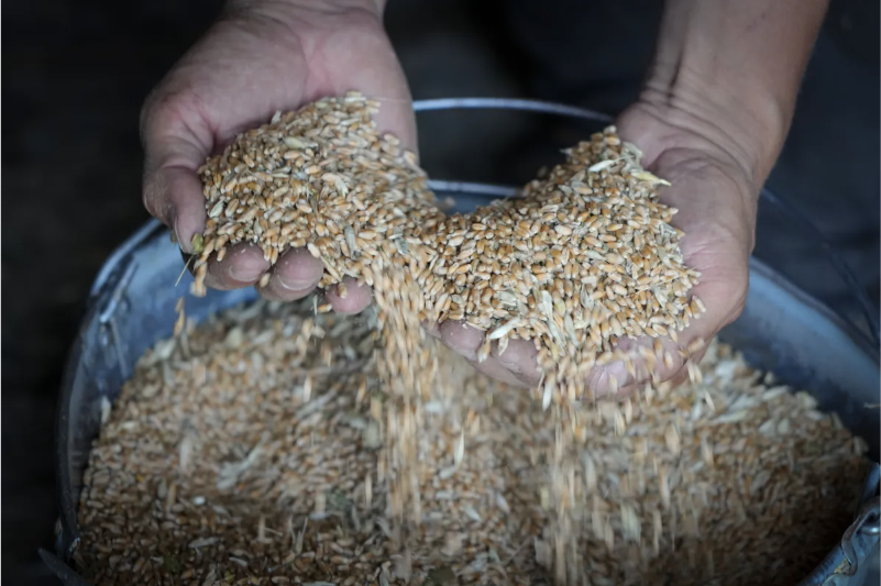 Crisis in the grain market of Kazakhstan