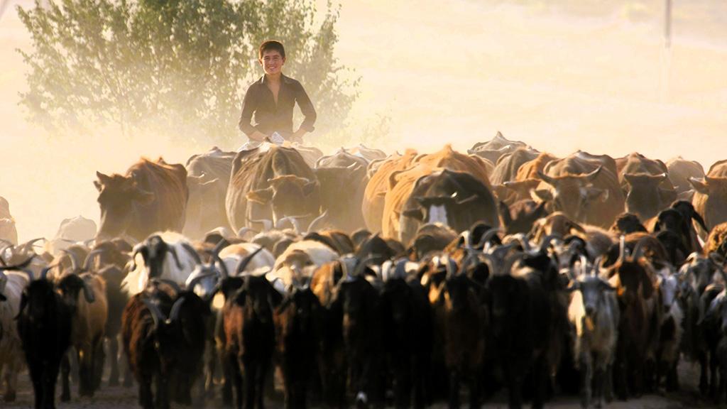 What is wrong with Kazakhstan's agriculture (part 2) - livestock farming