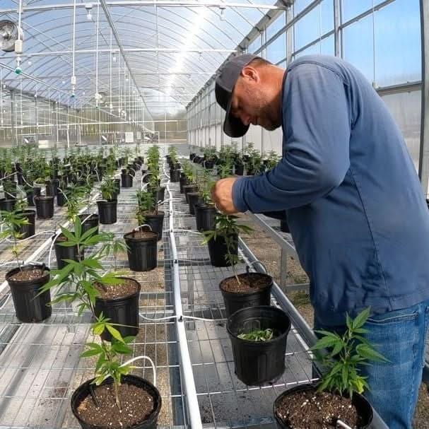 Business efficiency in cannabis