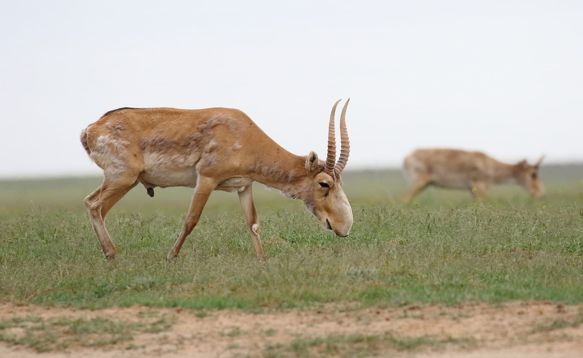 Who and how much money gave for saiga conservation