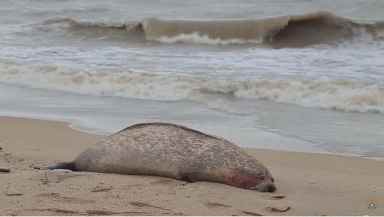 What causes seal deaths in Kazakhstan