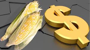 Corn rally opens up opportunities for farmers in the region