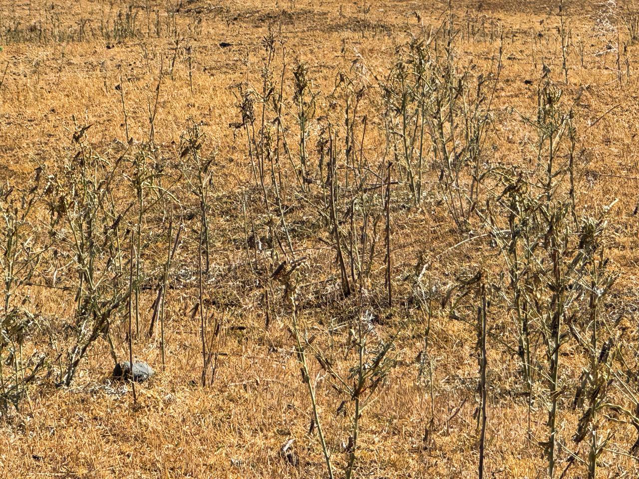 Locusts