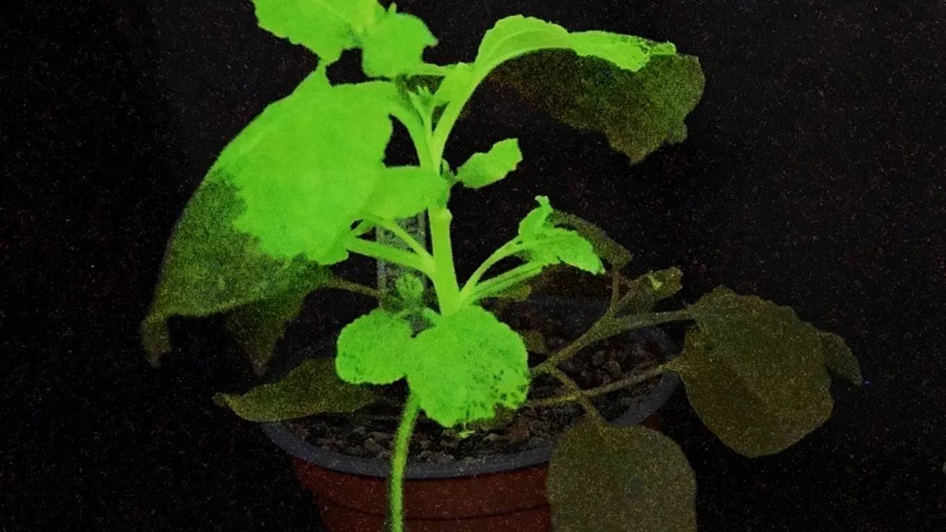 Spanish scientists have created plants that glow and change color when infected with viruses.