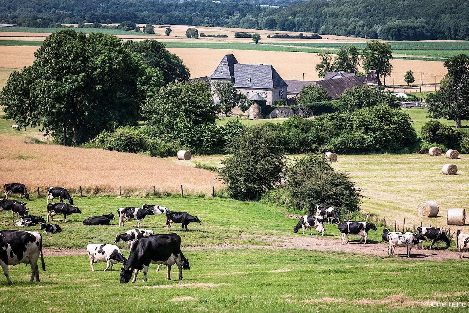 Rising livestock theft in Europe increases risks for animal husbandry