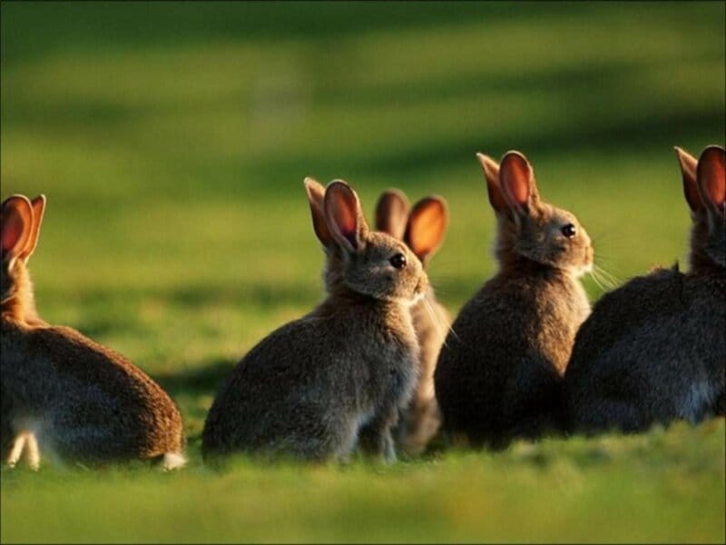 Australia has lost the war against rabbits. Why the country failed to stop the invasion of 200 million animals