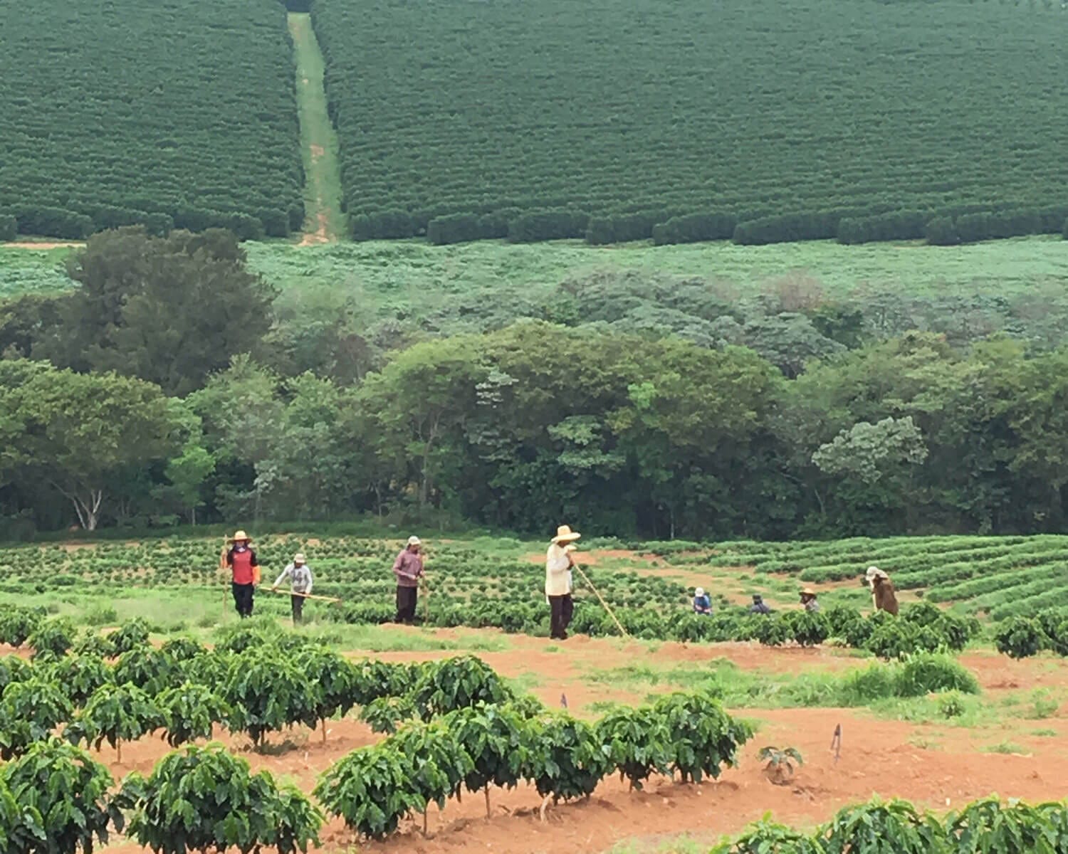 Climate and debt are ruining Brazilian farmers — farm auction sales have increased by 30%