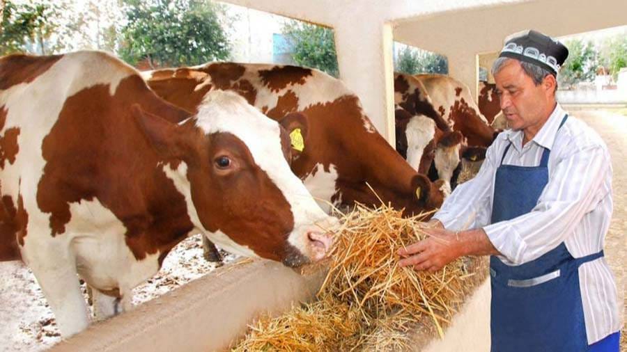 Uzbekistan strengthens support for livestock farming and sets a benchmark for Central Asia