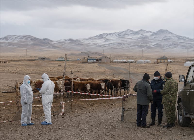 Mongolia has strengthened security measures following an outbreak of a new type of foot-and-mouth disease.