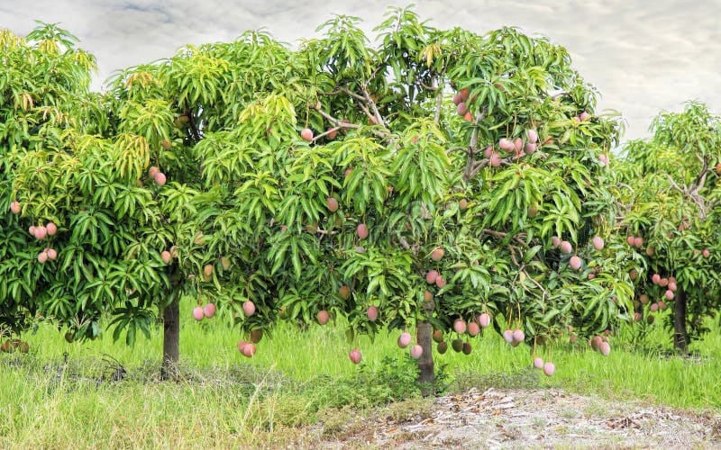 Australia doubles down on organic horticulture
