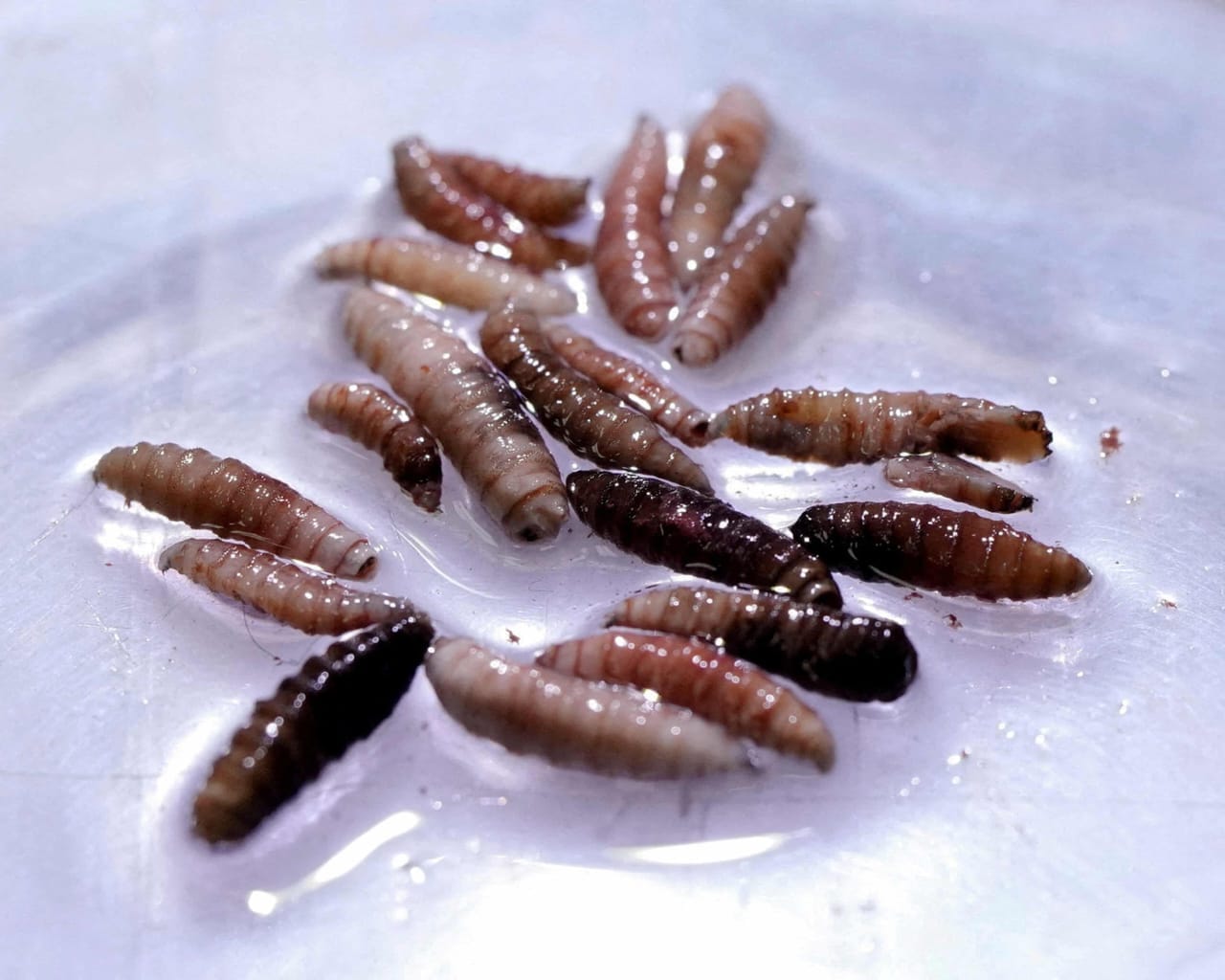 The United States is facing the threat of a dangerous parasite for livestock.