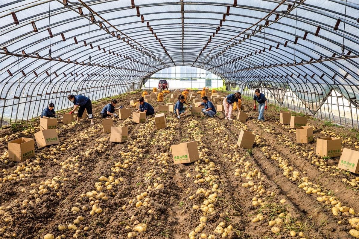 Potato variety bred in China grows on saline soils with yield of 45 t/ha