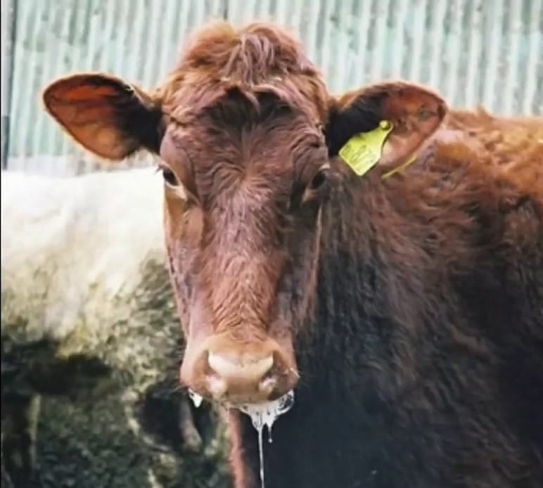 FAO recognizes the risks of the SAT-1 foot-and-mouth disease threat in Asia