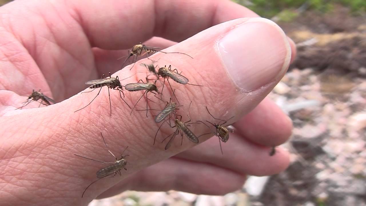 32 million mosquitoes wants to release the company Google in the USA