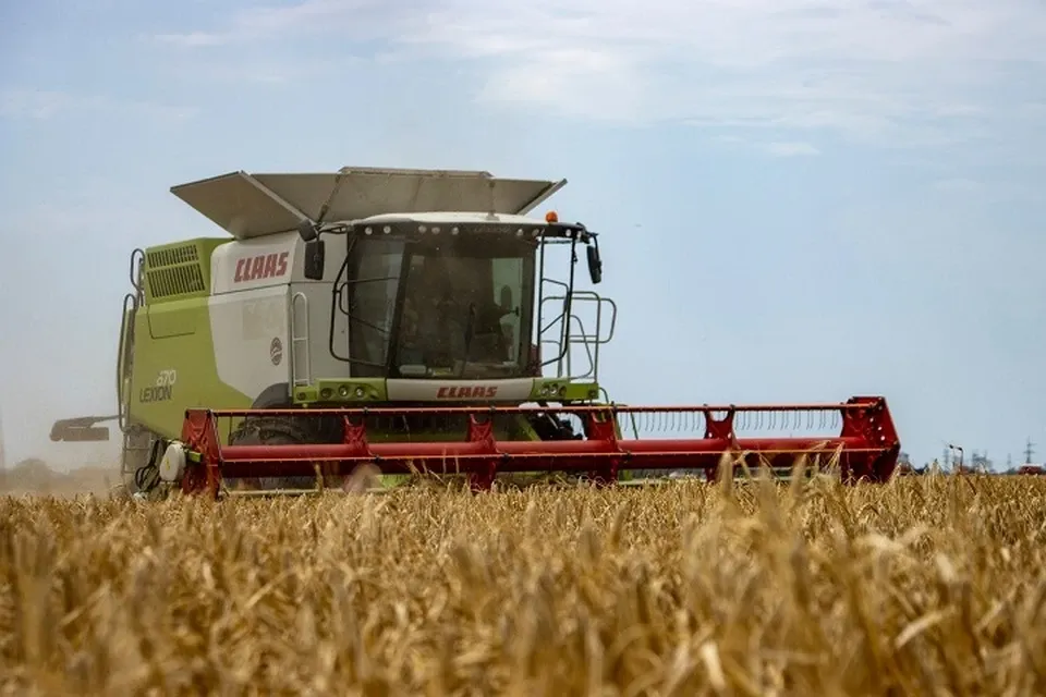 A record drought in Europe is accelerating the harvest.