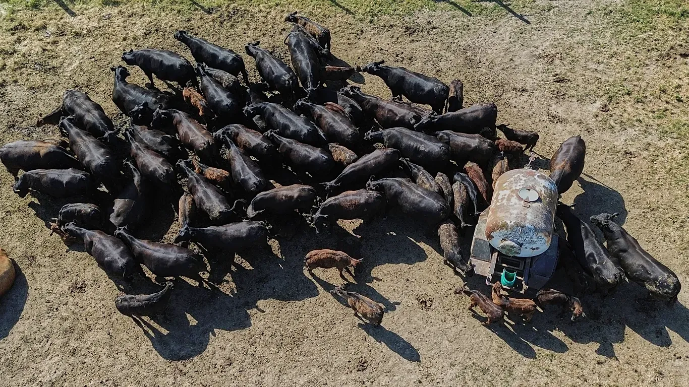 Alpine farmers bring cattle down from mountains early as drought destroys pastures