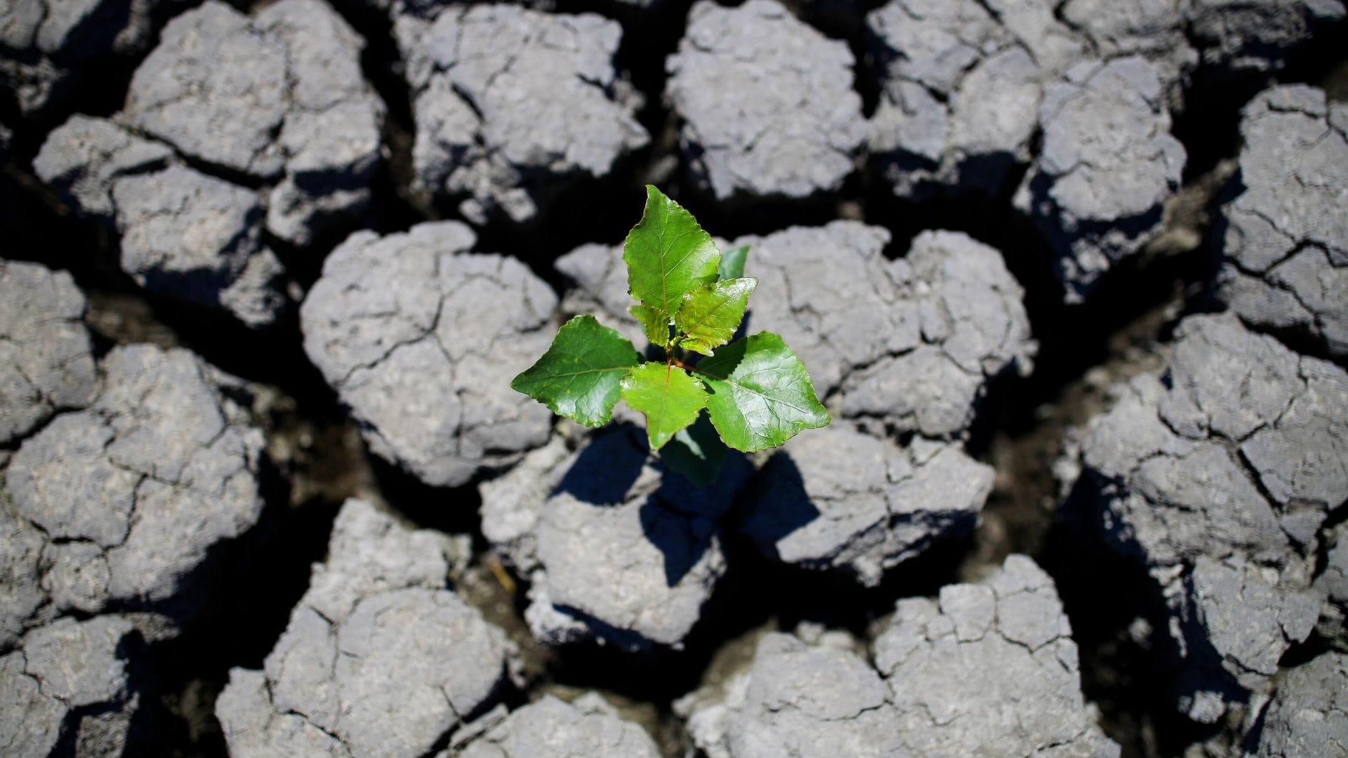 Half of England officially in drought zone — what does Kazakh grain have to do with it