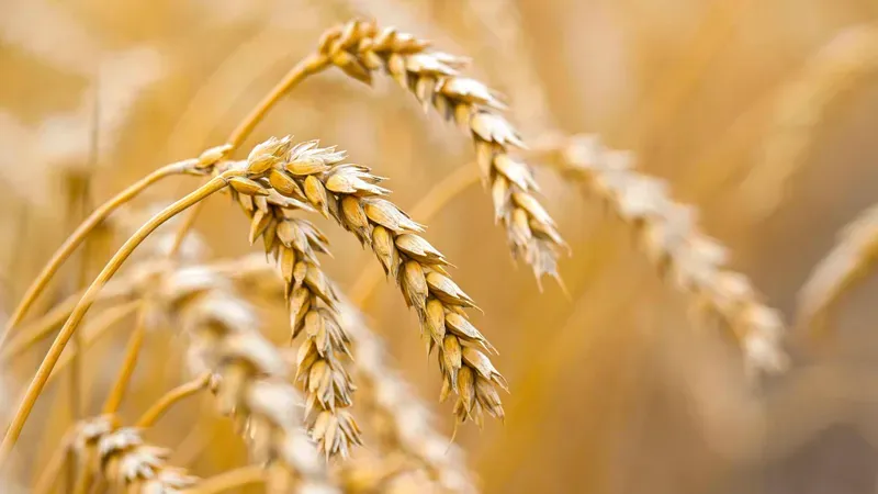 Drought hits crops, Black Sea burns — Kazakh grain under double pressure