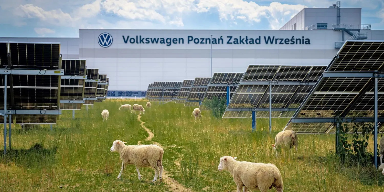 Volkswagen released 100 sheep to graze under 31,000 solar panels — and it's a serious scientific project