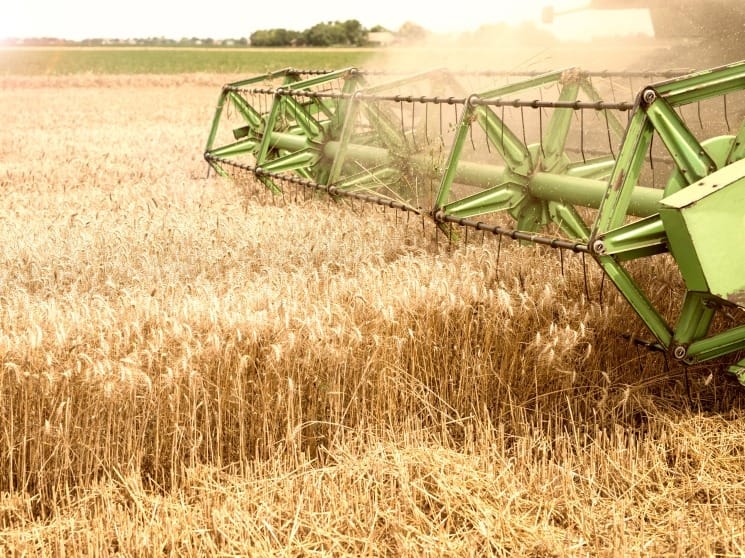 Largest wheat producers: Kazakhstan is not in the top ten