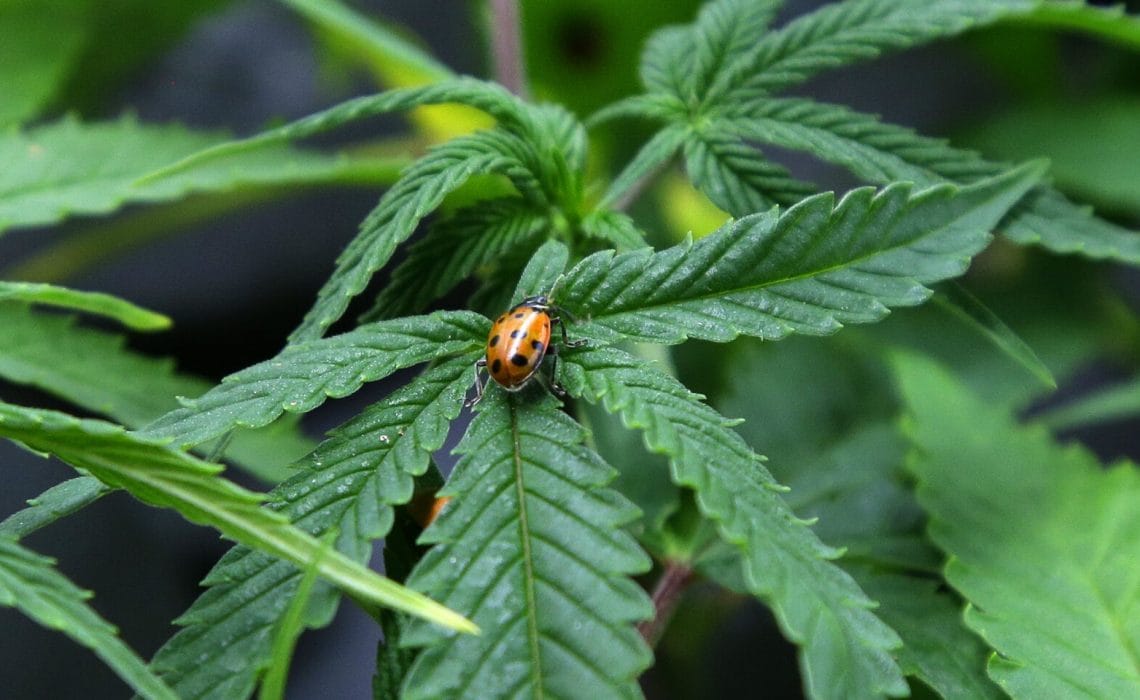 Industrial hemp legalized in Kazakhstan, but cultivation is slow to take off