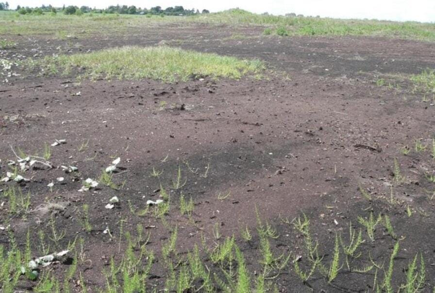 Commission proposed to save 26 million hectares of Kazakhstan's pastures