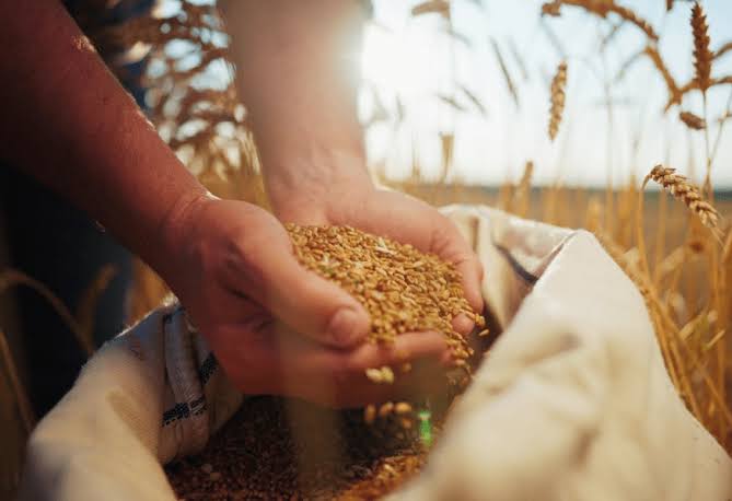 Kazakhstan banned wheat imports for six months
