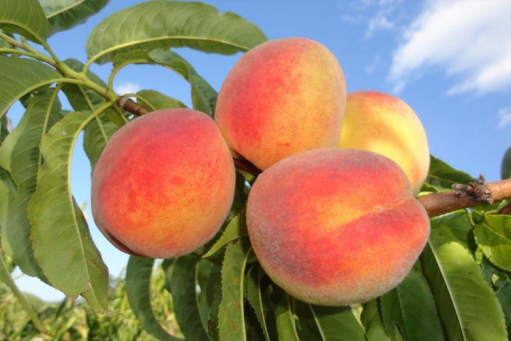 $550 million in losses and 420,000 trees to be cut down — the outcome of Del Monte's bankruptcy