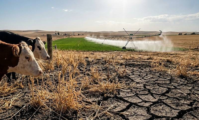 Livestock breeder warns of risk of mass slaughter in Kazakhstan