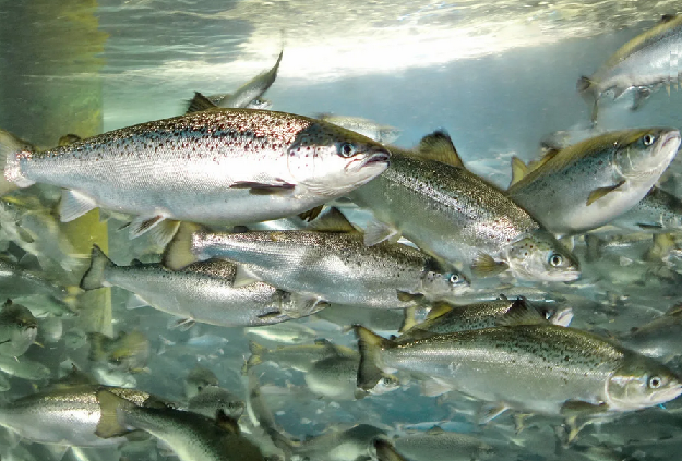 Kazakhstan intends to increase aquaculture production by 2.5 times by 2028