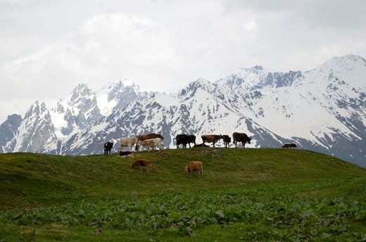 In Georgia, artificial intelligence learns to recognize local livestock breeds.
