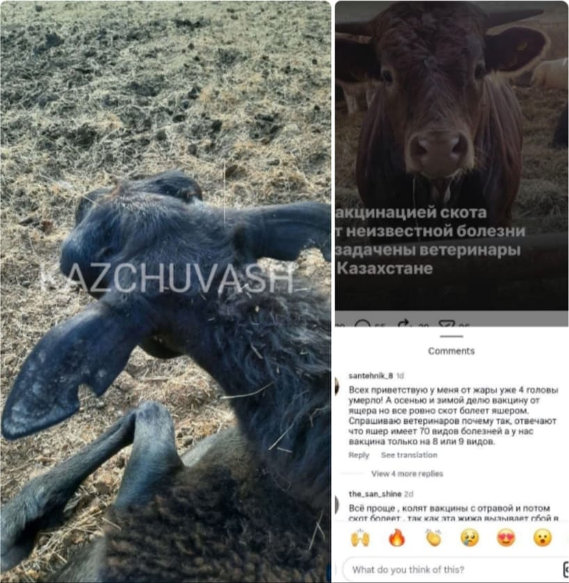 Kazakhstan again reports unknown livestock disease — this time in sheep in West Kazakhstan Region