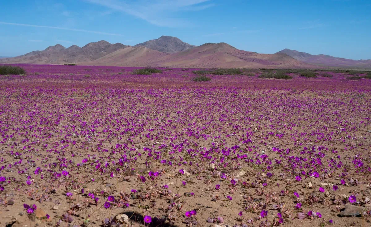 El Niño caused the Atacama Desert to bloom