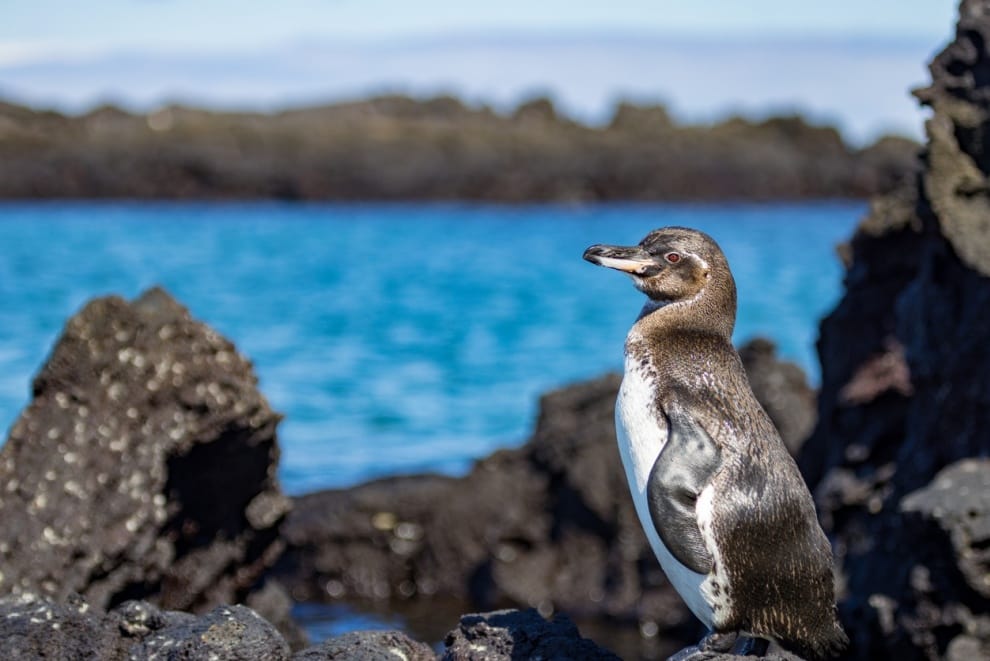 El Niño could wipe out a fifth of the Galapagos Islands' vertebrates