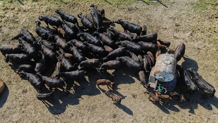 Альпийские фермеры спускают скот с гор раньше срока — засуха уничтожает пастбища